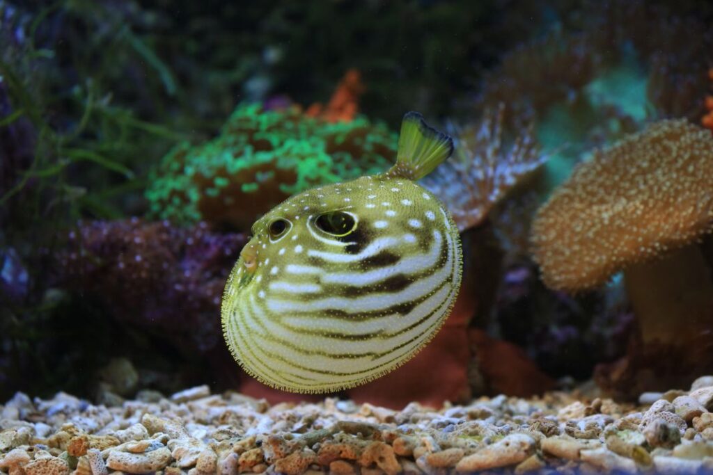 fugu-pez-globo